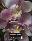 Orchidea Nera